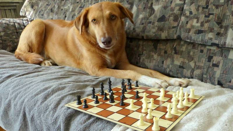 schach001