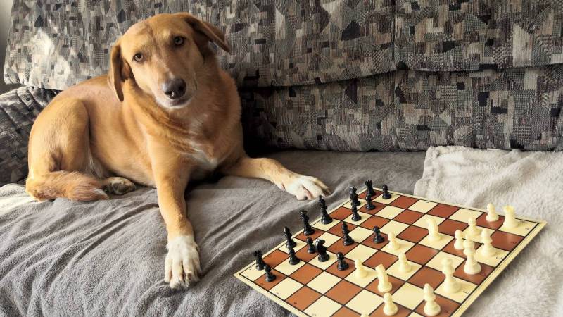 schach002