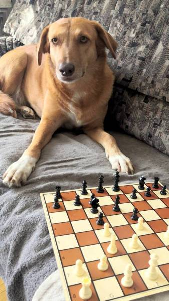 schach003