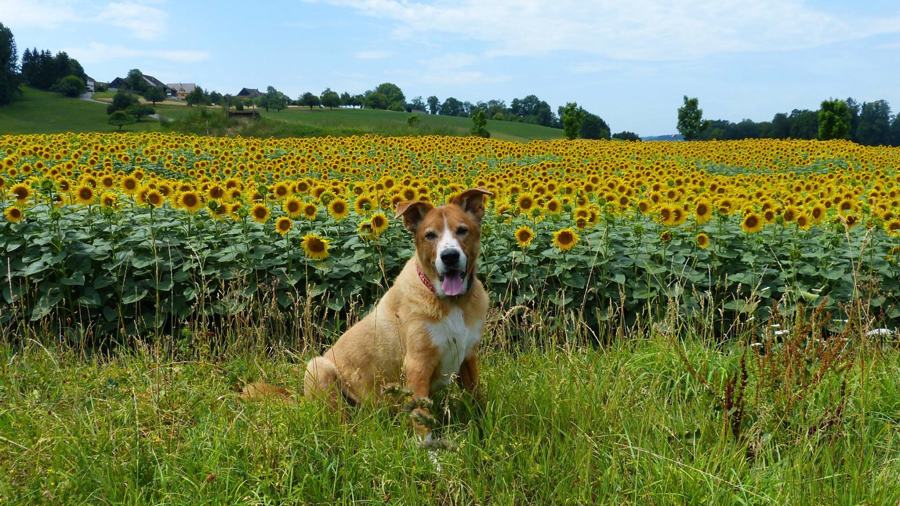 Fiona vor dem Sonnenblumenfeld