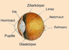 Querschnitt Auge